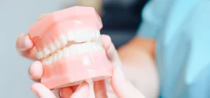 Close up model of teeth showcasing bite